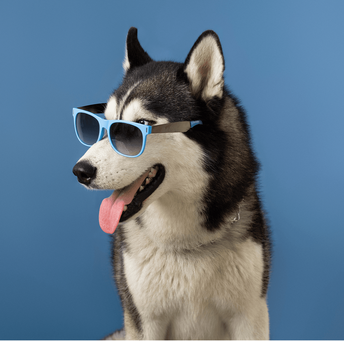 Chien