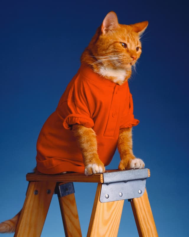 Animal joueur